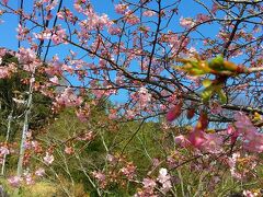 南房総で義経桜（河津桜）が開花したと報道があり行って来ました。