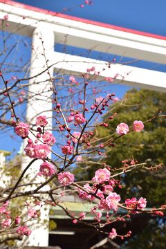 アジフライ定食の旅⑬　単発　　鎌倉市　仲の坂　　　と、少し早かった梅のお花見など