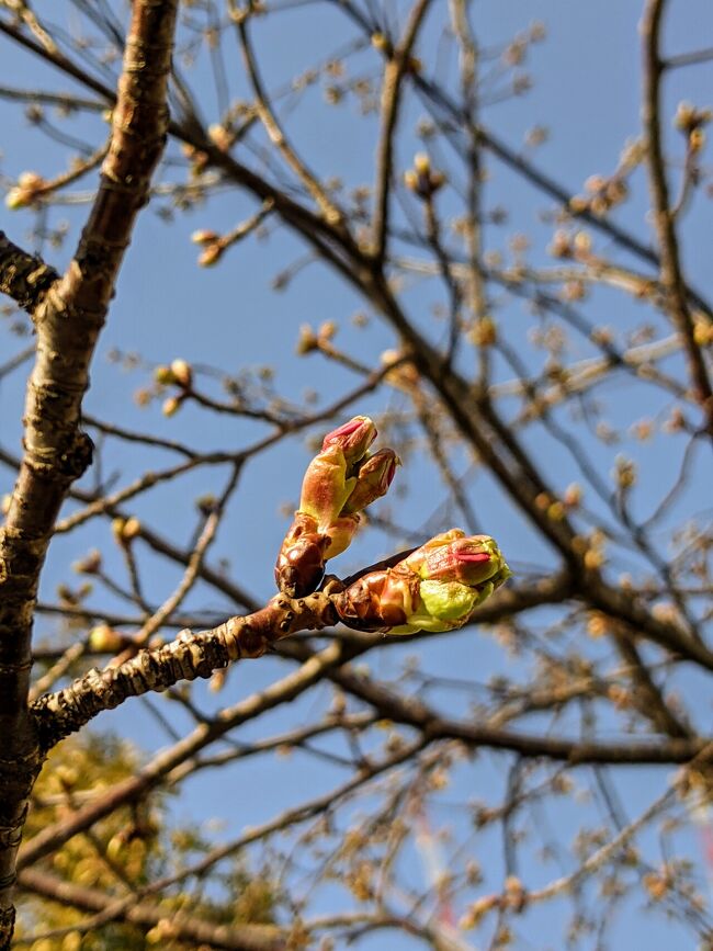 春間近！連日の陽気に桜も勘違い寸前！