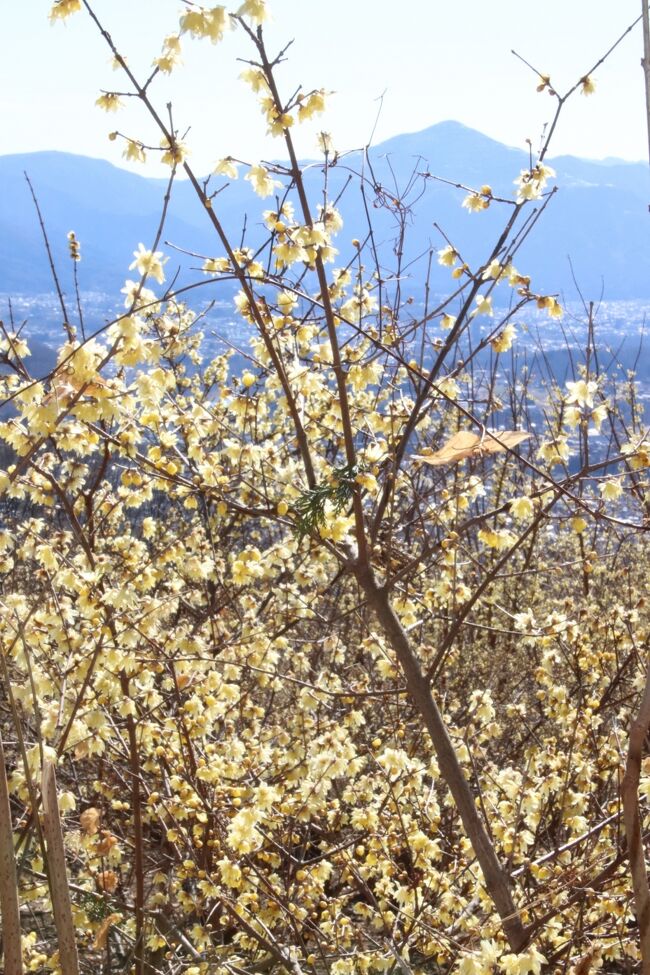 ３年ぶりとなった宝登山のロウバイ詣。・<br />今回驚いたのは、「四季の丘」と名付けられていた東園と奥宮の間の斜面のロウバイが成長し、見頃になっていたことです。<br />その斜面のロウバイは、たしか台風の被害と老木化したため、ある年に伐採され、地元の中学生の手で新たに植えられた苗が育ったもののはずです。<br />伐採された年は、そんな事情からして仕方がないと思いましたが、かなり残念でしたし、再びろうばい園らしく成長するのは何年も先のことだろうと思っていました。<br />実際、すでにあれから何年もたっていたわけですが、しみじみ感激しました。<br />今回、開花状況は、西ろうばい園が見頃で、東ろうばい園は５分咲きだったのですが、以前は四季の丘も東ろうばい園に含めていたので、四季の丘も見頃だったので、ろうばい園全体がほとんど見頃といえたと思います。<br />そして、晴天に恵まれたのはなによりでした！<br />やはり花撮影は晴天が良いです。<br />青空と黄色いロウバイのコントラスト。太陽の光を受けて輝いたロウバイの色は写真でも映えます。<br />最近は動物園めぐりの方が忙しくなってしまい、花メインの撮影散策の機会が限られてしまったので、そんな理想な条件に時に恵まれて本当によかったです。<br /><br />＜３年ぶりで車デビューとなった通算11度目の秩父・宝登山ロウバイ網の旅行記のシリーズ構成＞<br />□（前編）ロープウェイ山麓駅まで車でらくちん＆意外に楽しめた宝登山小動物公園＆帰りに道の駅はなぞの<br />■（後編）ロウバイ絶好日和に見頃になった新しい「四季の丘」となつかしの西ろうばい園を絶景と共に<br /><br />長瀞ロウバイの開花状況が分かる宝登山ロープウェイ公式サイト<br />http://www.hodosan-ropeway.co.jp/<br /><br />＜タイムメモ＞<br />10:00　車で家を出発する<br />（高速道路と皆野寄居有料道路を利用）<br />11:05　宝登山ロープウエイ山麓駅の駐車場に到着<br />11:30　ロープウェイに乗車<br />（10:00～16:30は15分おきに運行）<br />11:35　山頂駅に到着<br />11:40-13:05　ロウバイ撮影散策★<br />（四季の丘・西ろうばい園）<br />13:05-13:25　山頂付近のベンチで休憩<br />13:25-13:40　西ろうばい園★<br />13:40-14:00　宝登山神社奥宮＆みそおでん休憩<br />14:05-14:35　レストハウスでランチ休憩<br />14:55-15:50　宝登山小動物公園<br />16:00　下りのロープウェイに乗車<br />16:05　山麓駅に到着<br />16:05-16:10　山麓駅で買い物<br />16:25　駐車場を出発する<br />16:55-18:05　道の駅はなぞので買い物＆休憩<br />19:05　蔵の湯鶴ヶ島に到着<br /><br />※これまでの長瀞・宝登山ロウバイ詣の旅行記のURL集は、この旅行記の末尾にまとめました。