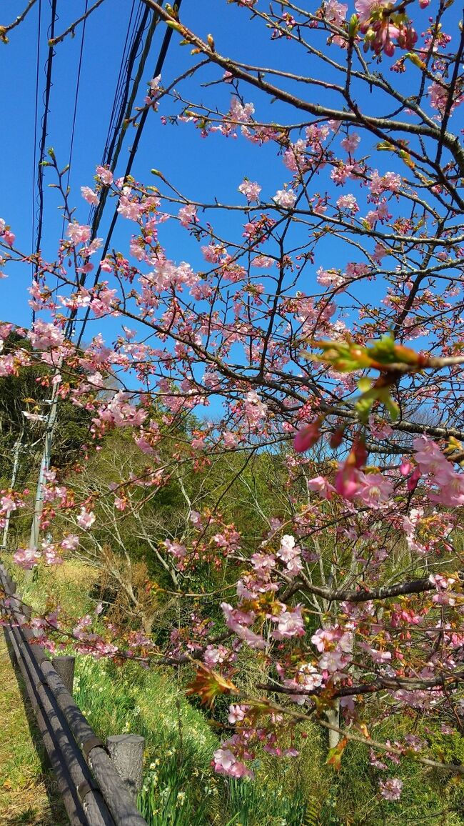 県民だよりに義経桜が開花したと出ていたので自家用車で行って来ました。保田川頼朝桜の里で開花を見て、をくづれ水仙郷と佐久間ダム湖親水公園に行きました。