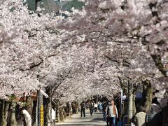 満開のがいせん桜に勝山のれんの町並み、神庭の滝へドライブ一日旅