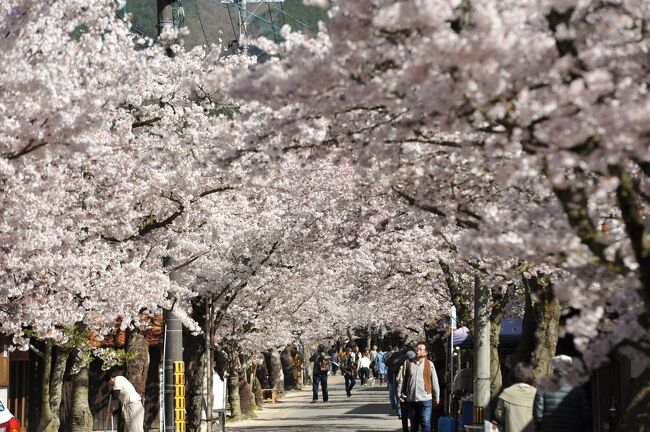 岡山県北部の花見スポットをぐるりとドライブで一周した。朝一番に新庄村のがいせん桜を訪れ、満開の桜を満喫。途中、隠れ花見スポットの美甘宿場の桜や首切峠へ。続いてのれんの町並みで有名な春の勝山をぶらぶらと歩いた。最後は神庭の滝。春の岡山県北部のフルスペックなルートだ。