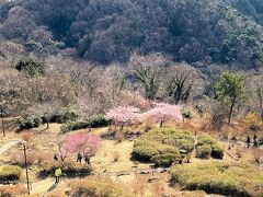 また行っちまった高麗山 八俵山 浅間山 やつるぎ神社