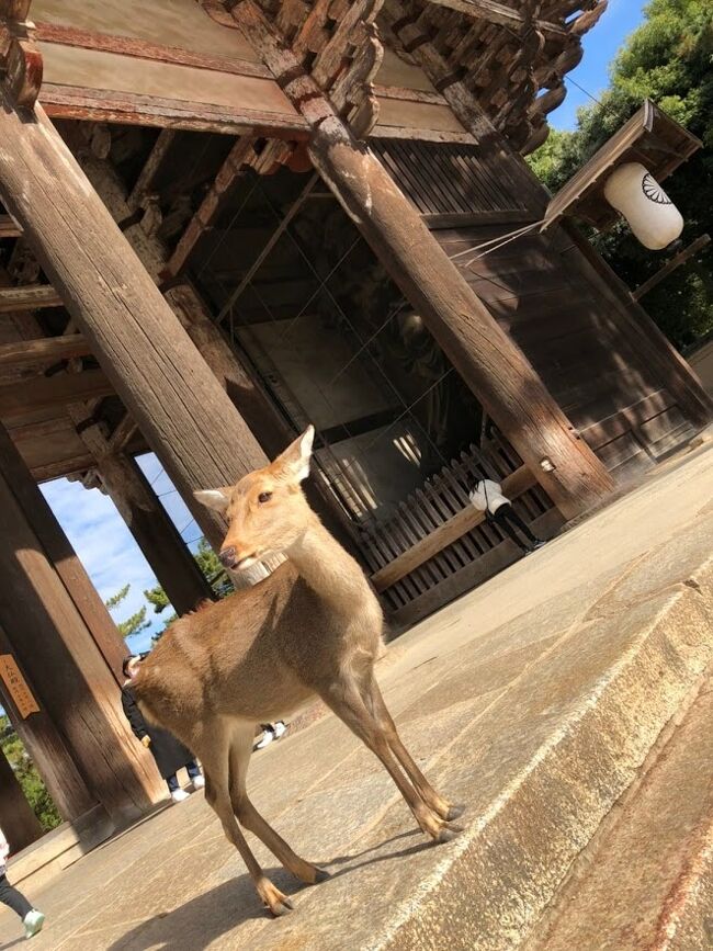 秋の天気のよい日に、春日大社を始め奈良のパワースポットをゆっくり巡ってみました。御朱印を1日に6件いただきました!<br />コロナ渦で運動不足の中の山歩きは心身癒やされました。