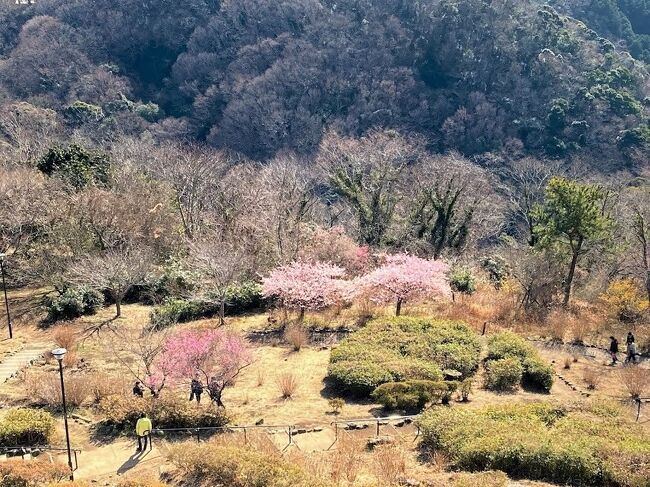 　同僚にトレッキングの話をしたところ、挑戦してみたいと言うので綱島(横浜市)からバイクで高来神社まで来てもらい、高麗山(標高167.3m)、八俵山(標高160m)、浅間山(標高181.3m)を経て湘南平までトレッキング、それから大磯駅まで下山し、国道１号線を歩いて高来神社に戻り、八釼(やつるぎ)神社までツーリングをしました。<br />　今日は気温15度、とても暖かく、同僚は初トレッキングに感動していました。<br />　良かった(^-^)<br />　緊急事態宣言下ですので遅い昼食後に帰宅しました。