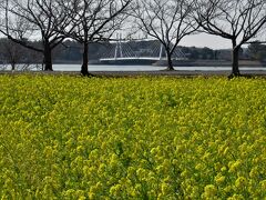 ２０２１年２月　山口県・宇部市　その２　ときわ公園内散歩と湖畔の菜の花を見に行きました。