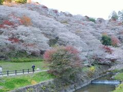 川見四季桜の里（豊田市）に遊ぶ