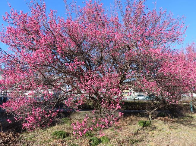 爺二人、三密を避けてポタリング 湯殿川・片倉城址公園編 八王子 2021/02/09<br /><br />爺二人、三密を避けてポタリング 湯殿川・片倉城址公園をポタリングしました。<br />片倉城址公園を目指し、湯殿川沿いをポタリング、川沿いはサイクリングロードが整備され、快適なポタリングを楽しむことが出来ます。また、川沿いには桜の木が植えられ、春の季節には、桜を見ながらポタリングでき、良いところです。<br />片倉城址公園には、2,3人の人しか訪れていなくて、安心して観光をすることが出来ました。池には、水が少なく、霜柱や氷を見ることが出来ました。水車は、水が無くて、止まっていました。<br />再び、湯殿川をポタリング。以前、片倉城址公園傍の湯殿川沿いには、自然生えのコスモス群が綺麗でしたが、今でも少量ながら見ることが出来、ここのポタリングの楽しみです。今日のポタリングは、湯殿川沿いの御霊神社まで行って終了。<br />途中、綺麗で見事な紅梅と、小さな可愛い牧場を見ることが出来ました。<br />風もなく、寒さも和らぎ、楽しいポタリングできました。<br />全行程:約15㎞ポタリング