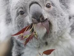 陽気な冬の土日に続けて訪れた埼玉こども動物自然公園（１）女子コアラ全員とレッサーパンダのハナビちゃんみやびちゃんに会えて買い物も楽しんだ土曜