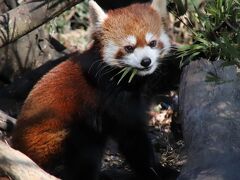 陽気な冬の土日に続けて訪れた埼玉こども動物自然公園（２）レッサーパンダ屋外姉妹・室内双子兄弟＆キリンからなかよしコーナーまで回れた日曜の北園