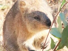 陽気な冬の土日に続けて訪れた埼玉こども動物自然公園（３）コアラもクオッカもゆっくり観覧＆シカとカモシカの谷まで回れた日曜の東園と中央エリア