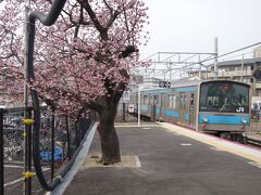 20210212-2 京都 伏見駅に行ってみますと、ホームの早咲き桜がえぇ感じですなぁ