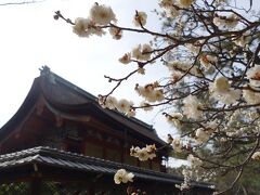 20210212-3 京都 御香宮神社って、大きなお宮さんやねんねぇ