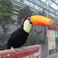 GoToトラベルで奥湯河原から掛川へ　☆　（４）密を避けて鳥とたわむる　掛川花鳥園へ