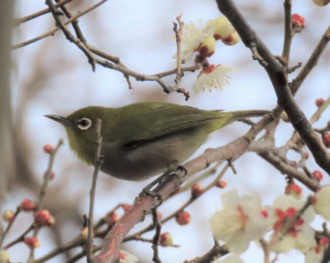 2月12日、午後1時半過ぎに川越市の森のさんぽ道へ行きバードウオッチングをしました。本日は薄曇りで気温は12℃くらいで風は弱かったです。 バードウオッチングには良いと思っていましたが、晴天では無かったので野鳥が少ないようでした。<br />観察されたのはメジロ、キジバト、ツグミ、ヒヨドリ、シジュウカラ、キセキレイ、スズメ等でした。梅の花がかなり咲き始めたのでメジロ、ヒヨドリが集まっていて撮影できました。 ツグミについては単独で見られました。<br /><br /><br />*写真は梅の花に留まっていたメジロ<br />