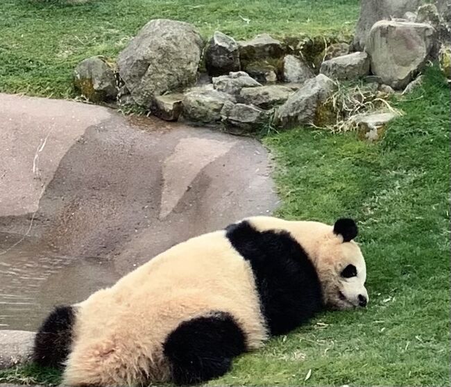 どこかにマイルで南紀白浜空港へ。<br />4つの候補地(札幌、南紀白浜、鹿児島、那覇)は全て行きたいところだったけど、その中で南紀白浜はパンダ目当て。<br />あと何しようかと思って他の方の旅行記を参考にして、熊野本宮大社から熊野古道の初心者向け部分を3時間歩いてきました。<br />白浜から熊野本宮大社はバス1本で2時間。本数が少ないので日帰りなら乗る時刻は一択でした。<br />ホテルの周りは何もなく(コンビニまで徒歩10分)、食とお買い物に関しては寂しい旅になりました。<br />