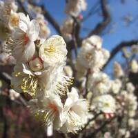 お散歩日和なので公園をお散歩です(３) 梅まつりは中止だけど下北沢から歩いて､梅を観に羽根木公園へ