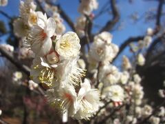 お散歩日和なので公園をお散歩です(３) 梅まつりは中止だけど下北沢から歩いて､梅を観に羽根木公園へ