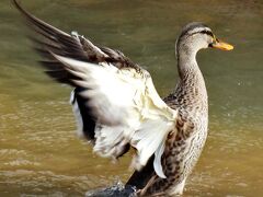 Japan　春はもうすぐ♪　清瀬金山緑地公園で鳥の練習　