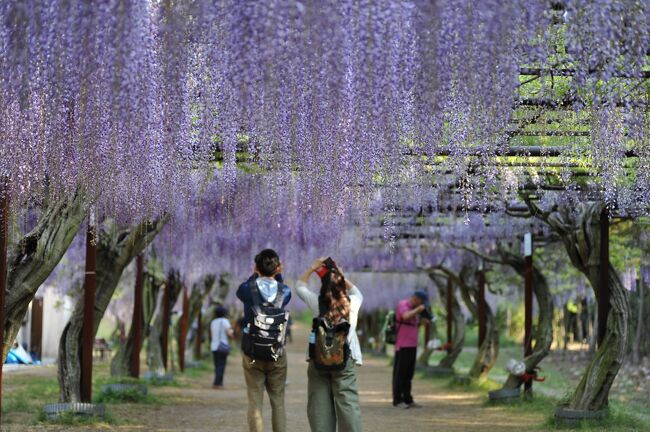 　岡山県和気町。奈良時代に僧道鏡が天皇に就こうとした「道鏡事件」で知られる和気清麻呂の生誕地だ。その和気町に1985年に開園したのが藤公園だ。全国から約100種類の藤の品種を集めており、開花期には姿も色も多種多様な花が咲き乱れる。藤棚が周回しており、藤棚の下をぐるりと散策できるのが特徴だ。全国すべての藤を見聞したわけではないが、個人的にはここの藤が日本一だ。