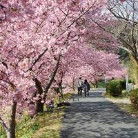 春を感じた１泊２日伊豆旅行　下田泊