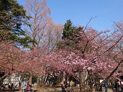 河津桜が咲き始めた林試の森公園、円融寺お散歩2021年2月