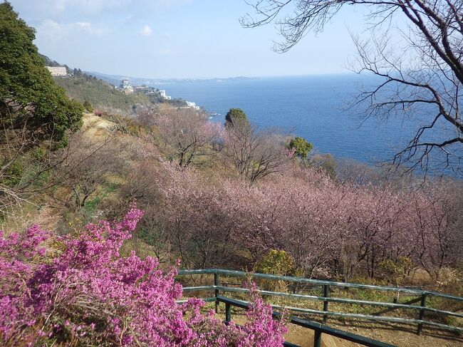 梅と桜が同時に楽しめるところなんてあるの？<br /><br />あるのです。<br /><br />それは熱海<br /><br />梅：熱海の有名な梅園<br />桜：熱海街の糸川の熱海桜の並木<br /><br />