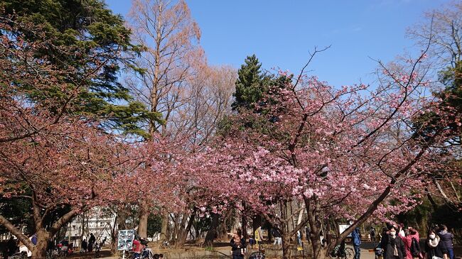 林試の森公園の河津桜の開花状況を見に行って来ました。予想より咲いていて来週末には満開になりそうでした。<br />円融寺の紅梅は丁度見頃になっていました。