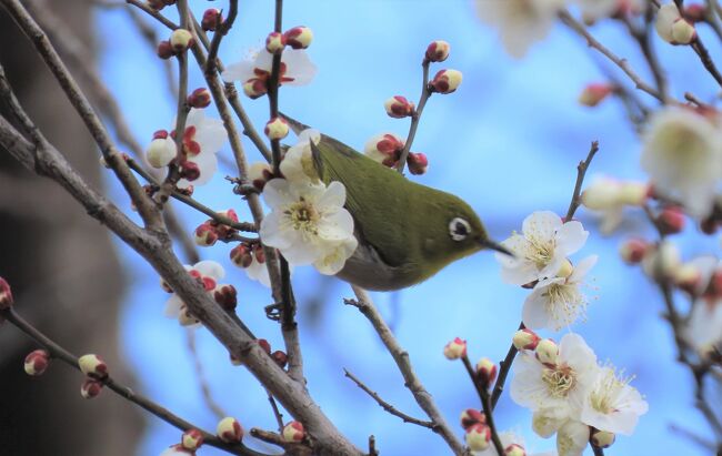 2月14日、午後1時10分過ぎに温かさに誘われて川越市の森のさんぽ道へ行き、バードウオッチングを楽しみました。　この日は気温が17℃もあり、今年初めてキチョウやヒメアカタテハの蝶も肉眼で見ることが出来ました。　この日は野鳥の行動が活発でメジロやジョウビタキ及びシジュウカラ等が見られ、これらを中心にして撮影をしました。　メジロやジョウビタキは近距離から見られましたがシジュウカラはクヌギ林のかなり高いところにいたため、望遠で撮影しました。<br /><br /><br />*写真は梅の花に来ていたメジロ