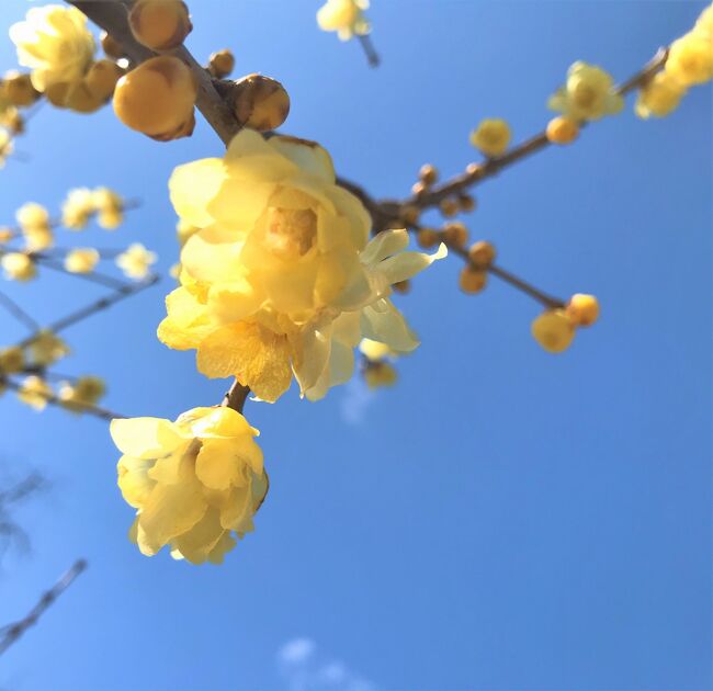2月はまだ真冬。<br />外気温も低く、春の訪れはまだまだであるかのように思えます。<br /><br />でも、山では春の呼吸音が空気をゆるりと震わせ、<br />蝋細工のような淡い黄色の花が、芽吹きの季節がやってきたことを教えてくれました。<br />