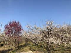 曽我梅林で梅のお花見