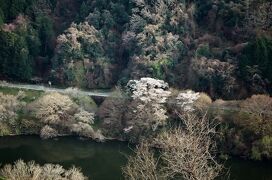 《2021. March》あみんちゅなにげに関西街歩きの旅奈良そのⅠ～月ヶ瀬梅渓梅と桜～