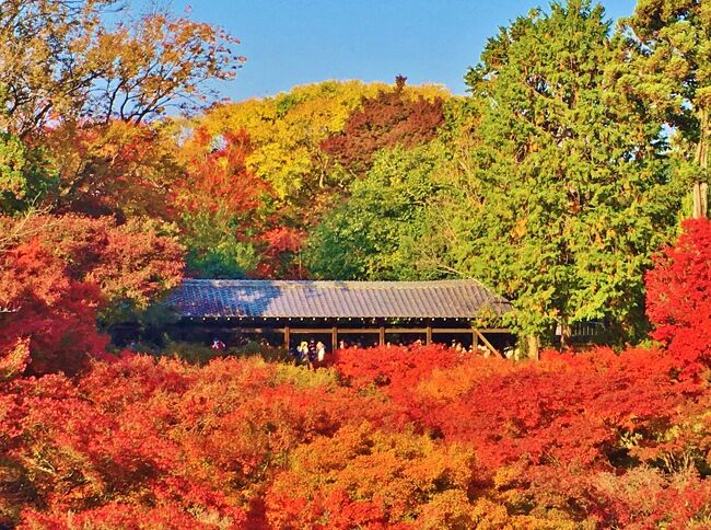 奈良、神戸に続いての小旅行第3弾は秋真っ盛りの京都へ。京都紅葉名所として名高い東福寺を中心に、周辺のお寺や神社へ紅葉巡りを楽しみました。<br /><br />主な日程はこちら↓<br />11/18(水)東福寺～泉涌寺～今熊野観音寺～智積院～清水寺～高台寺～坂のホテル京都泊<br />11/19(木)祇園散策～南禅寺～哲学の道～安楽寺～二条城⇒帰宅<br /><br />初夏の青もみじが素晴らしかった東福寺、今度は真っ赤に染まる紅葉を見に訪れました。その後は周辺のお寺巡りへ。ランチやカフェ休憩をしながら宿泊する祇園へ移動しました。夜は清水寺と高台寺のライトアップへ出かけ、紅葉巡りを満喫した1日となりました。<br /><br />