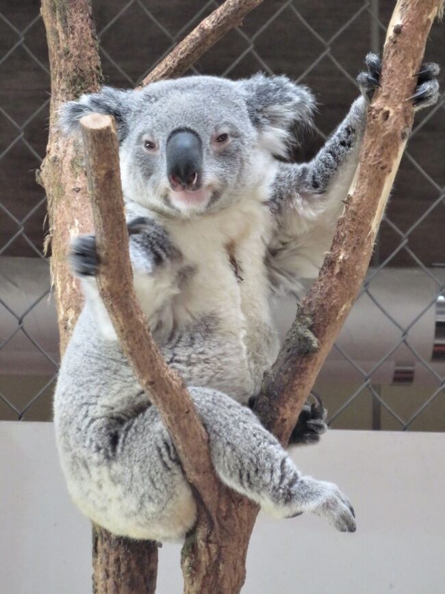 埼玉こども動物自然公園 ビーくん哀悼 レッサーパンダとコアラとクオッカを重点に双子バトルや湯カピバラなどシャッターチャンスたっぷり 東松山 埼玉県 の旅行記 ブログ By まみさん フォートラベル