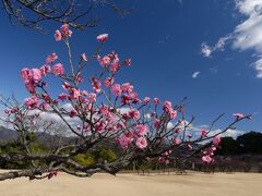 「桐生南公園」のウメ_2021_だいぶ咲き始めています（群馬県・桐生市）