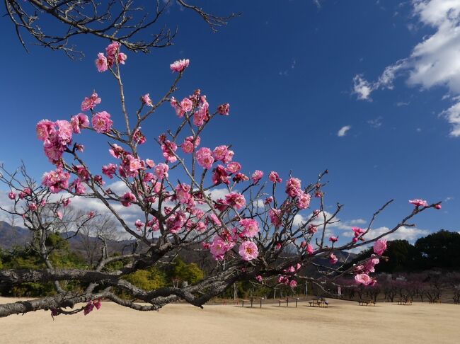 桐生市の「桐生南公園」へ行き、梅林のウメを見てきました。紅梅も白梅も、開花が進んでいる木が目に付きますが、種類によっては（？）咲き始めの木もあります。<br /><br />「桐生南公園」のホームページによると、2月18日（訪れた日の２日後）に６部咲きとのことですので、この日は５部咲きくらいかもしれません。<br /><br />2月13日から3月14日まで「梅まつり」が開催されていますが、露店が並んだり、提灯が飾られたり、ライトアップされたり……はありません。イベントがいくつか開催されるようです。