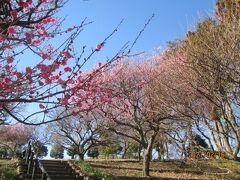 柏市のあけぼの山農業公園・観梅・2021年2月