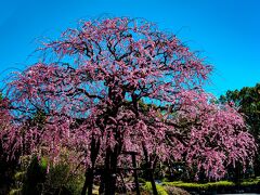 南立石公園の枝垂れ梅と河津桜　2021