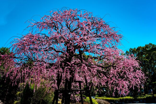 2月も半ばを過ぎ、着実に春が近づいてきました。<br /> 別府市の南立石公園では、名物の枝垂れ梅が見頃を迎え、河津桜も咲き始めました。<br /> この陽気に、メジロたちも、この日を待っていたかのように花から花へと跳びはねていました。