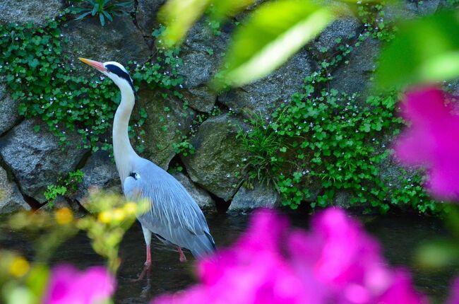 4泊5日のGW京都旅行の備忘録(写真を削除&amp;詳細を忘れ飛ばしていることもあり)ノープランで行って前日に天気を確認してからプランを立てて、観光客の多さを見越し早朝から行動開始。バスや電車や地下鉄を使い数ヵ所の観光地を効率よく回って来ました。紅葉が人気の京都ですが新緑の時期もお勧め。宿泊はアクセスの良さ重視で京都駅南の都ホテル。駅に近くて観光にも買い物にも便利でした。