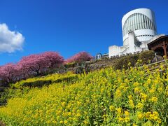 松田山に春が来た　【西平畑公園 河津桜・あぐりパーク嵯峨山苑】