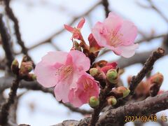 今年も咲き始めた河津桜