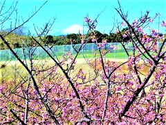 <三浦海岸の河津桜>と<野比海岸の水仙/眺望;東京湾の入り口>