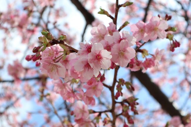 秦野戸川公園へドライブに出かけてきました。<br />河津桜が満開ですよ。<br />とてもきれいです。<br />水仙や梅、菜の花もきれいに咲いています。<br />駐車場は混雑していて、2台待ちでした。<br />でも帰りにはもっと待ち行列がすごいことに<br />なっていました。<br />朝早く出かけるのがおススメです。<br />園内を散歩すると楽しいですよ。