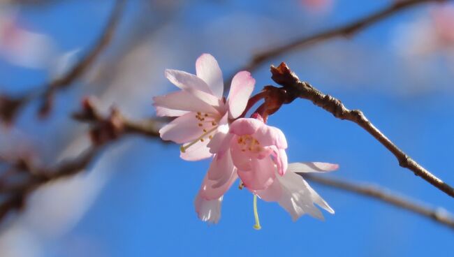 2月19日、午前11時45分過ぎにふじみ野市にある亀久保西公園に行き久しぶりに冬桜を見ました。　花の数はかなり減っていましたが、美し花も残っていて見ることが出来ました。<br /><br /><br /><br /><br />*見られた冬桜