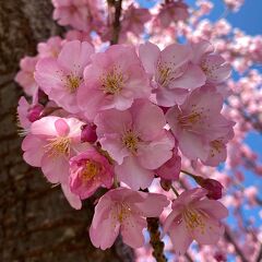 満開の河津桜を求めて 松田山西平畑公園と あぐりパーク嵯峨山苑