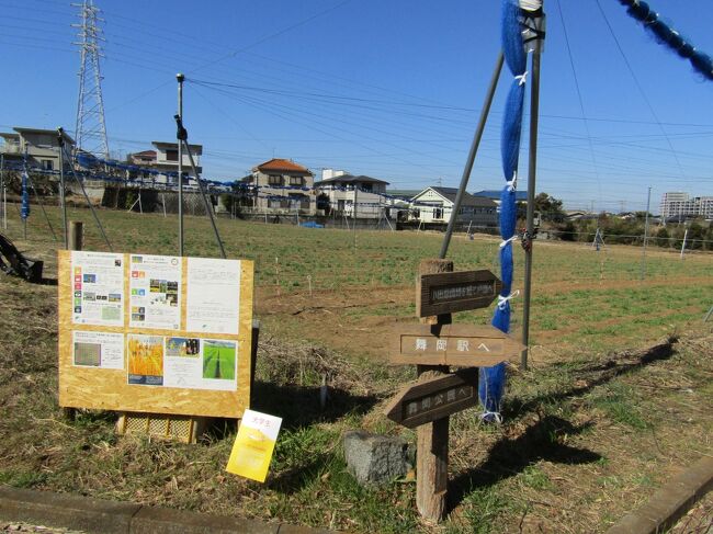 　昨年、小田急団地脇の畑でビール用の大麦を育てている畑があった（https://4travel.jp/travelogue/11623748）のだが、今日は真新しい看板が設置されており、ここ舞岡町三枚畑の真ん中には横浜市立大木原生物学研究所の麦畑があることに気が付いた。おそらく、団地に建つ建物が同じことから、どちらも同じ場所であろう。その場所は温室が並ぶ手前の畑であり、丁度三枚畑から尾根を越えて童子谷に至る舗装道路が通っているその入口にある。<br />　横浜市立大木原生物学研究所はここ三枚畑の北北東の同じ舞岡町にあり、舞岡小と市営地下鉄ブルーライン舞岡駅との間の丘を上ったところにある。<br />（表紙写真は三枚畑の麦畑）