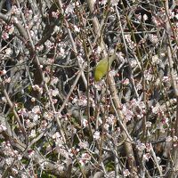 国東半島の中心にある「梅園の里」は名前の通り沢山の梅の花が咲き誇りとても綺麗な場所でした。☆(^0^)☆