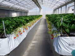 マンモスいちご園 クチコミ アクセス 営業時間 木更津 フォートラベル マンモスいちご園 クチコミ アクセス 営業時間 木更津 フォートラベル